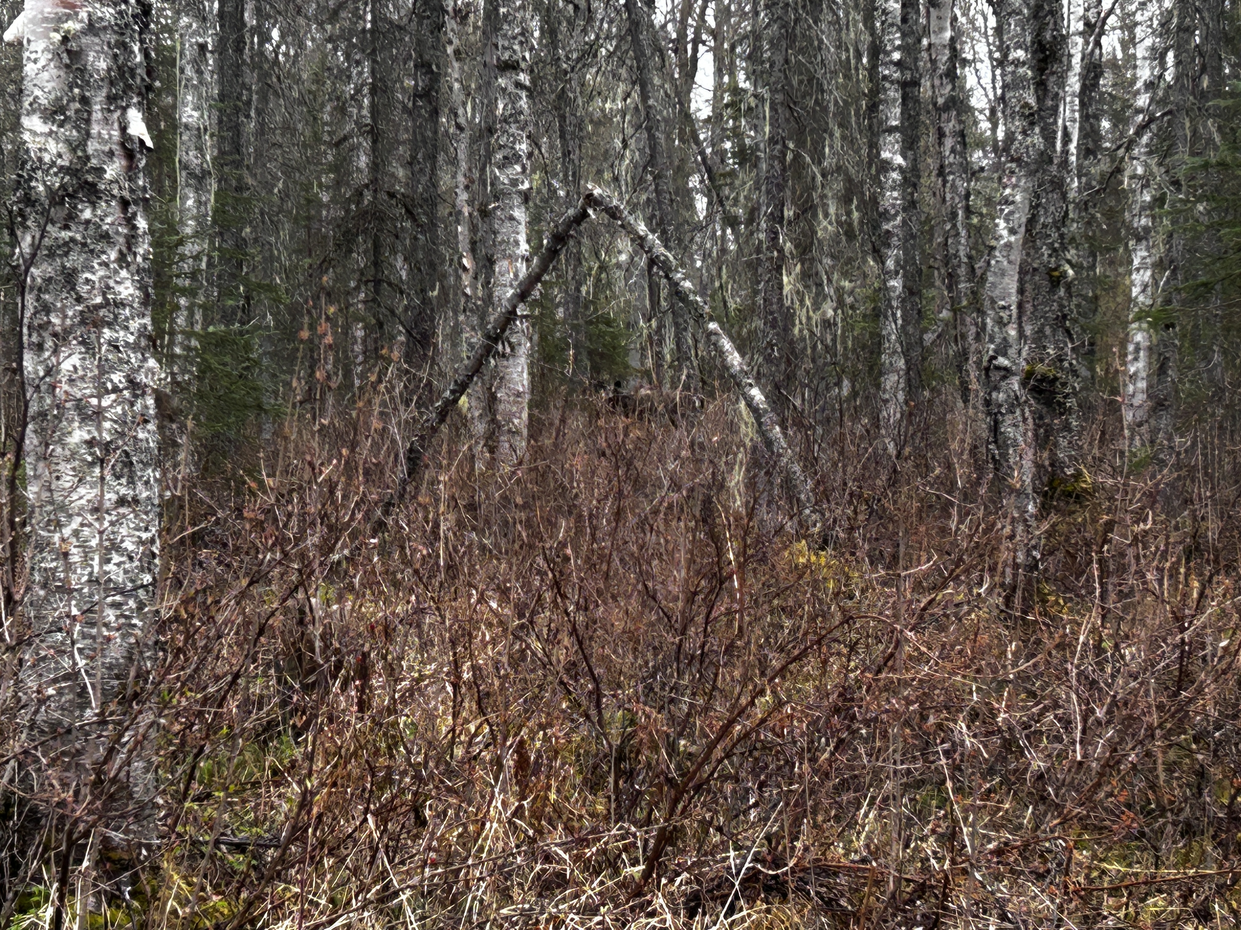 IMG_1258.jpeg