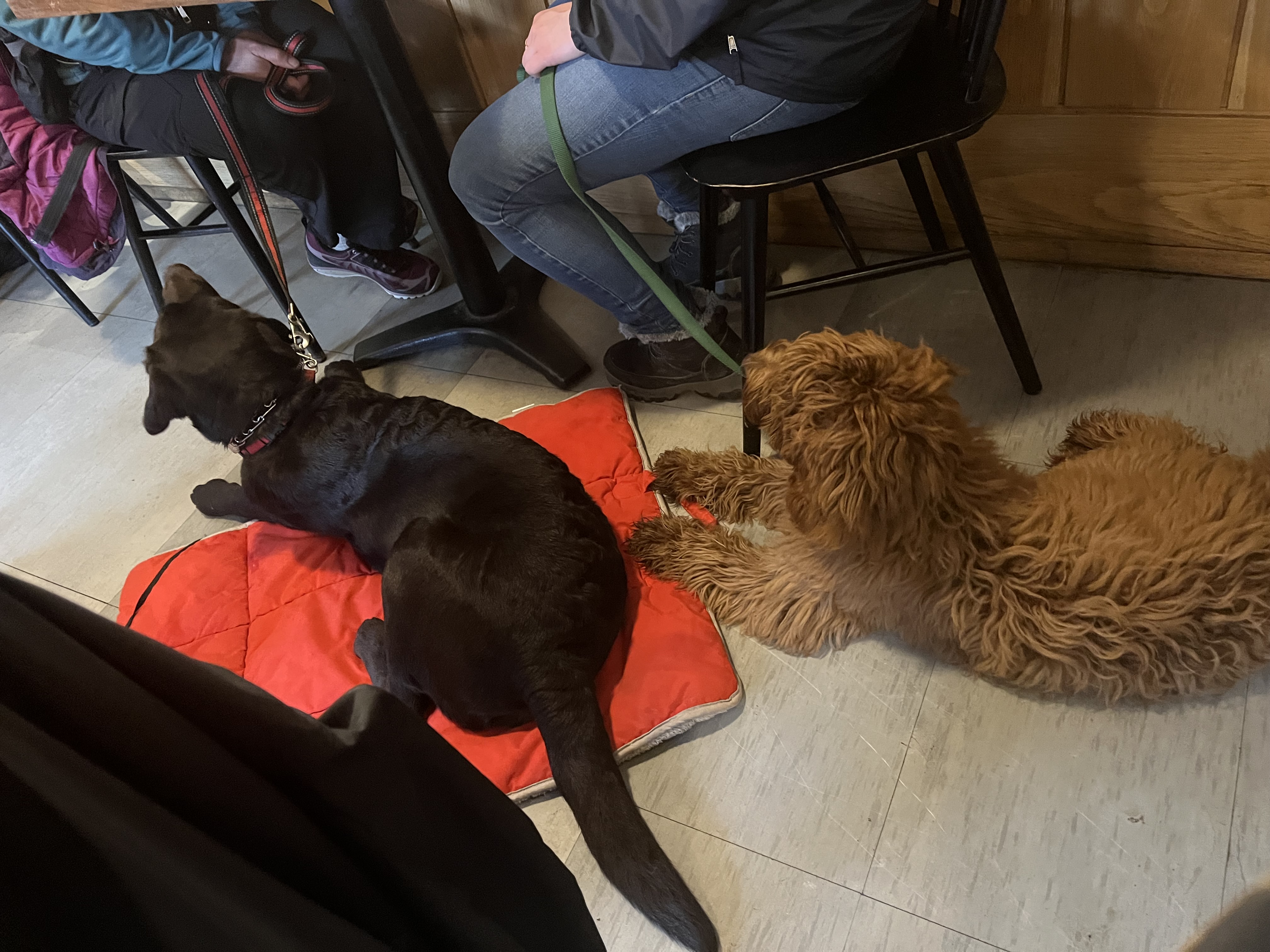 breakfastDogs.jpg