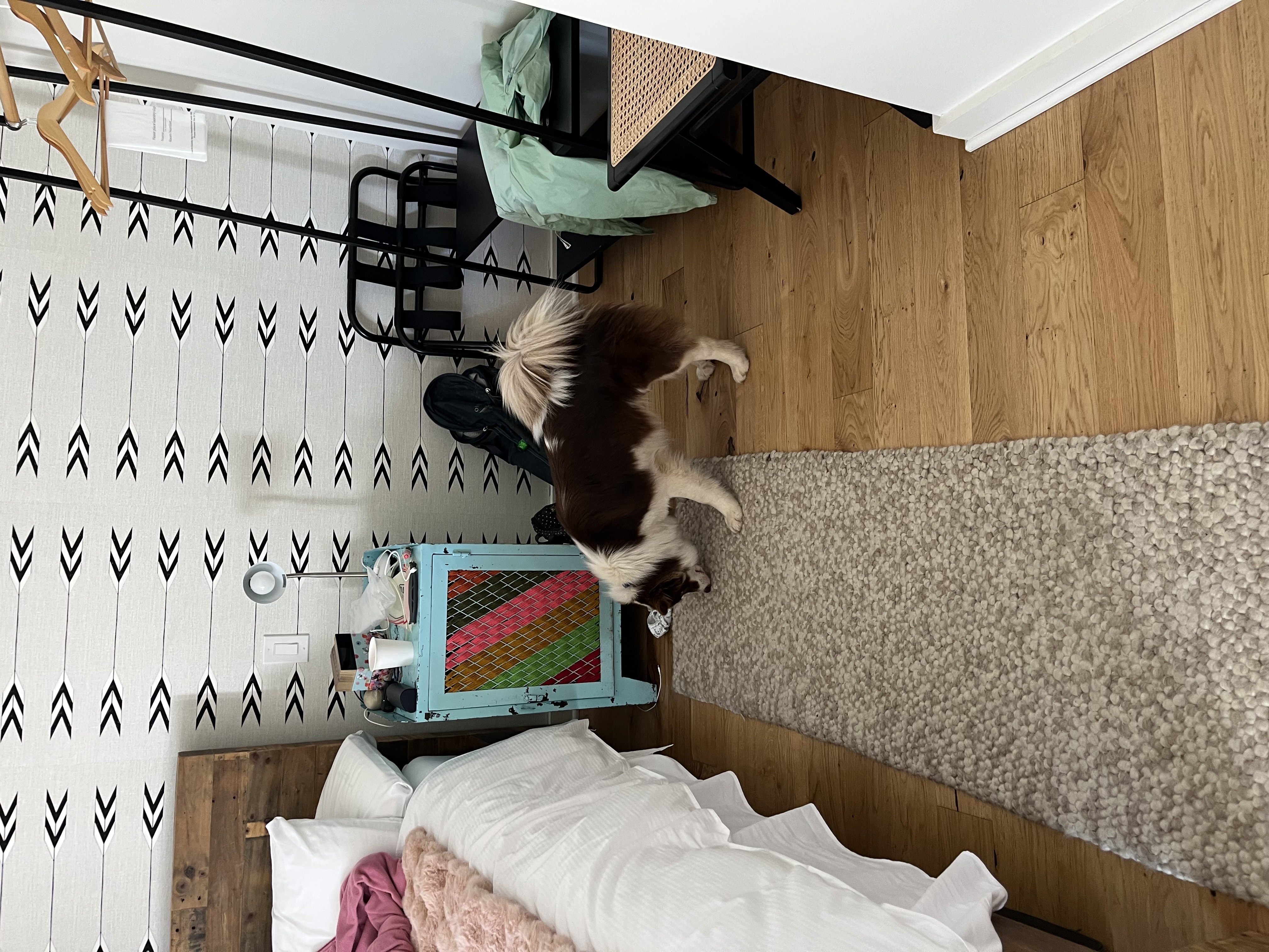 dogsInRooms.jpg
