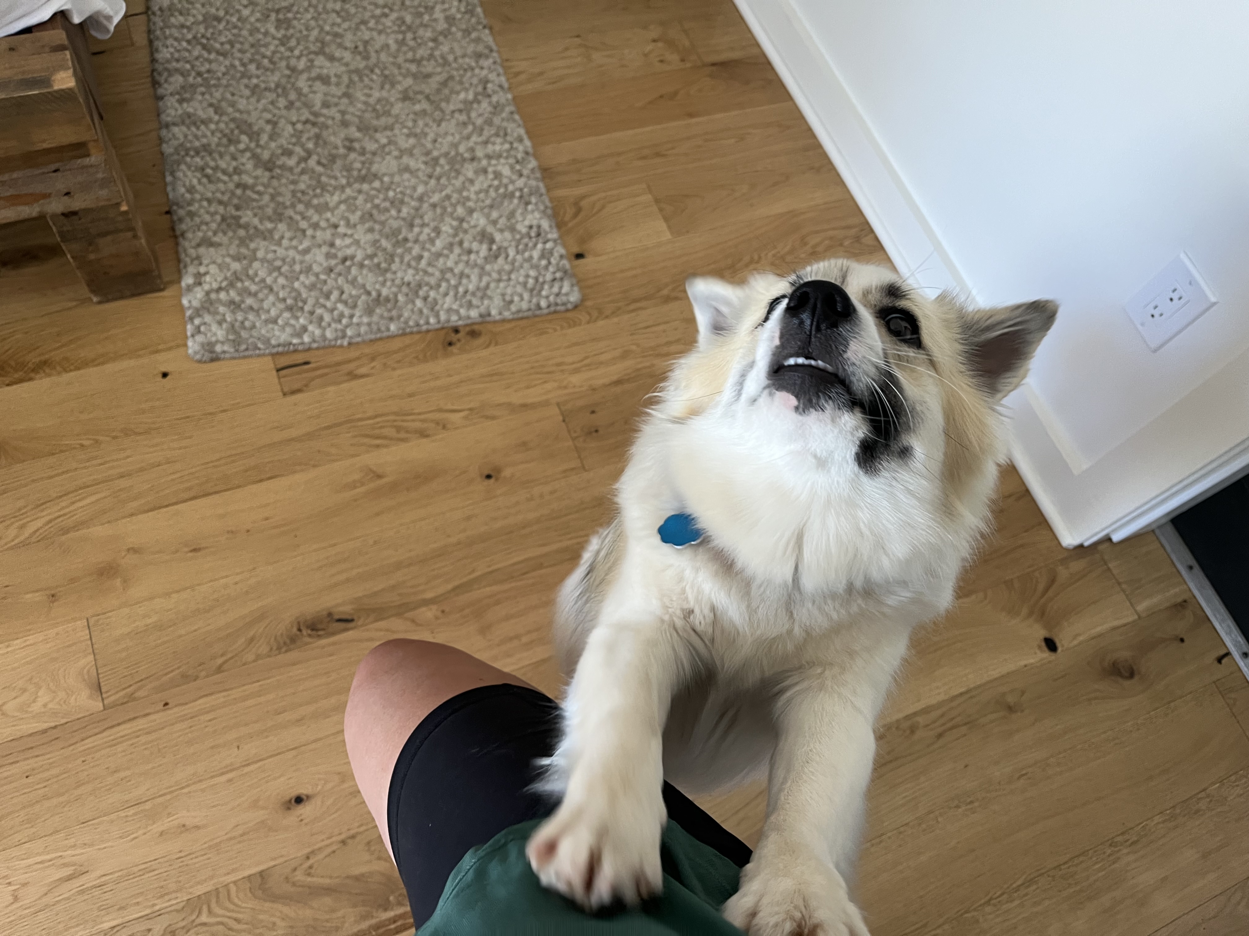 dogsInYourRoom.jpg