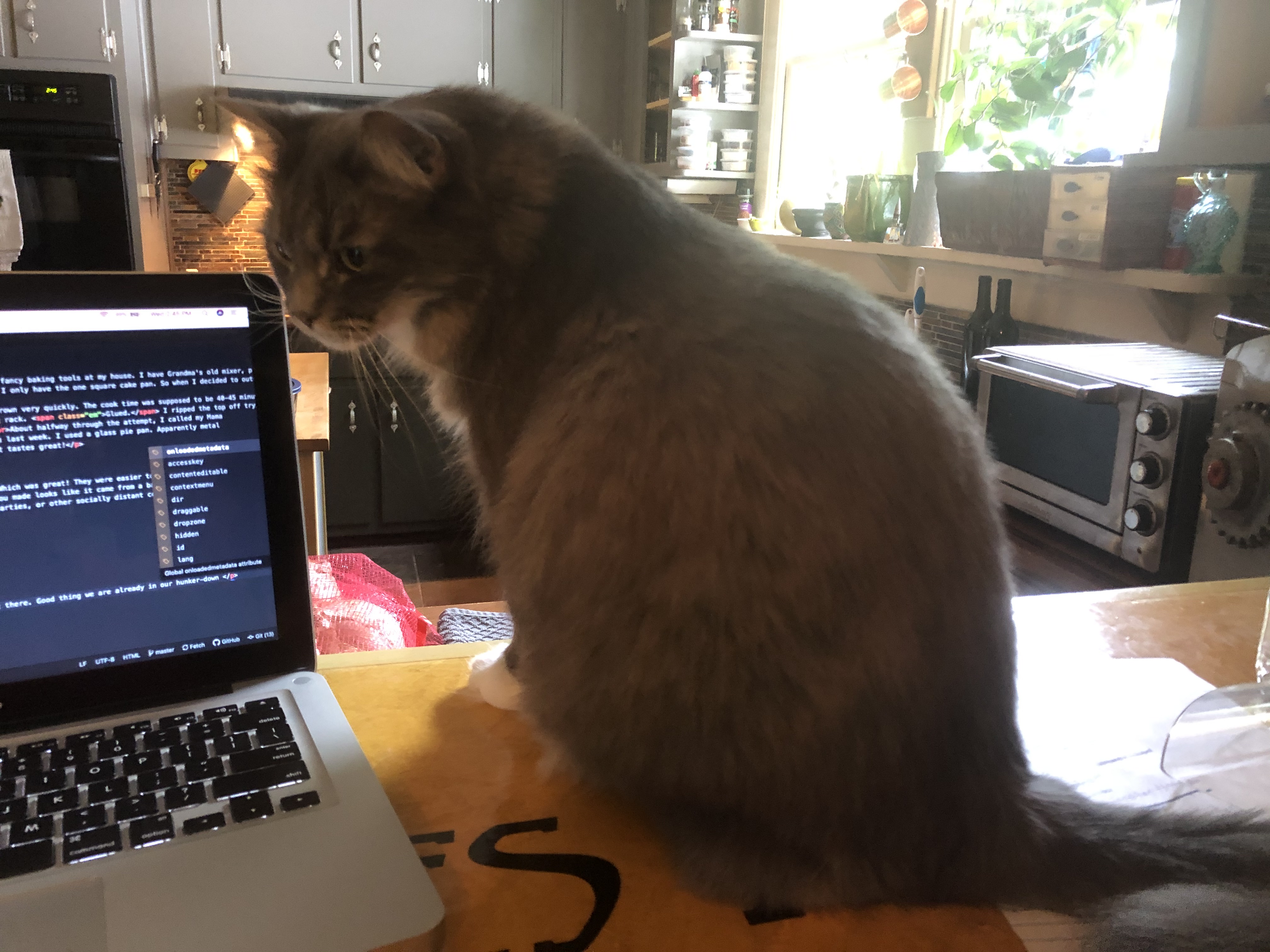 Cat named Analog sitting next to laptop