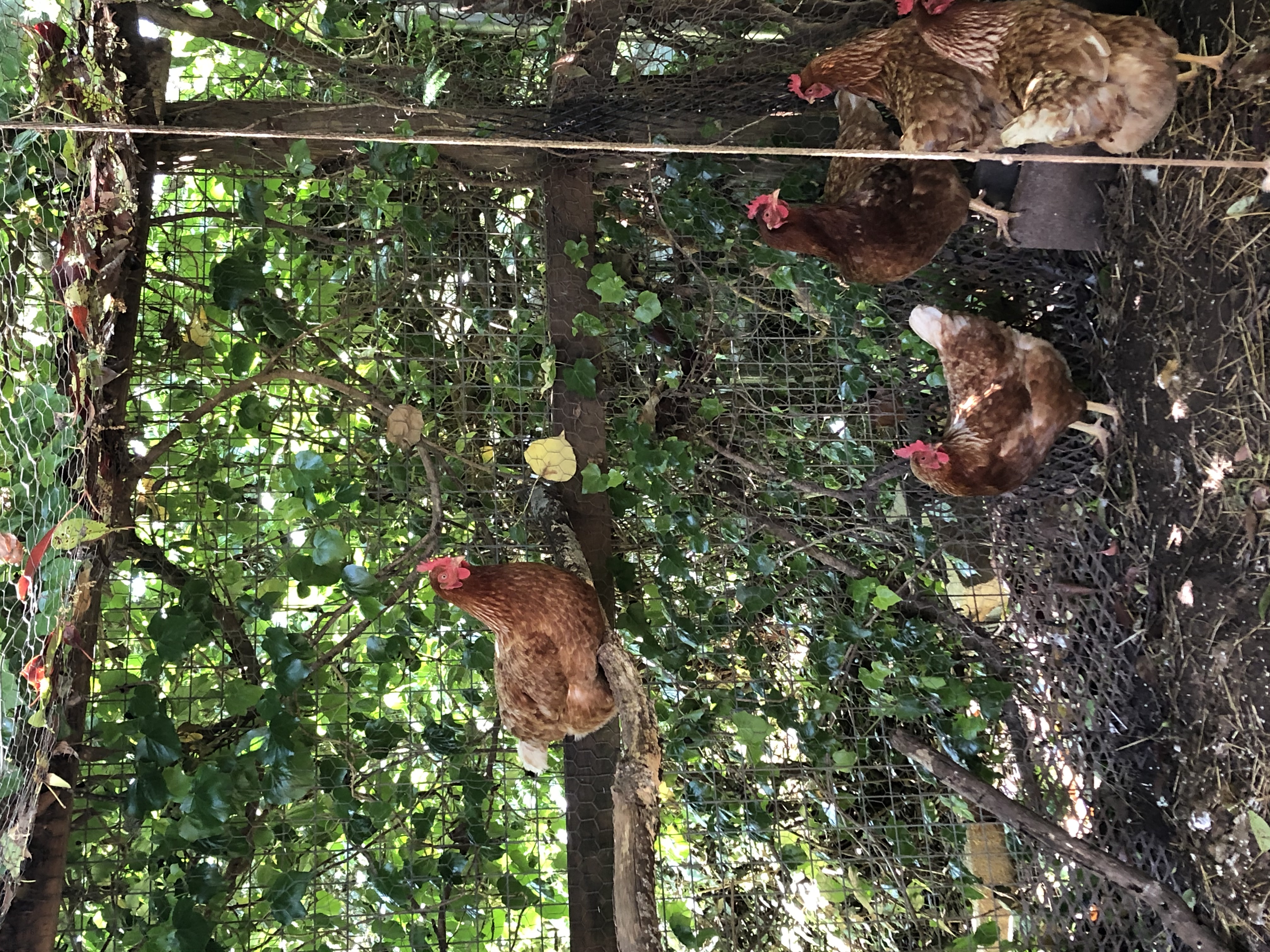 My five beautiful hens