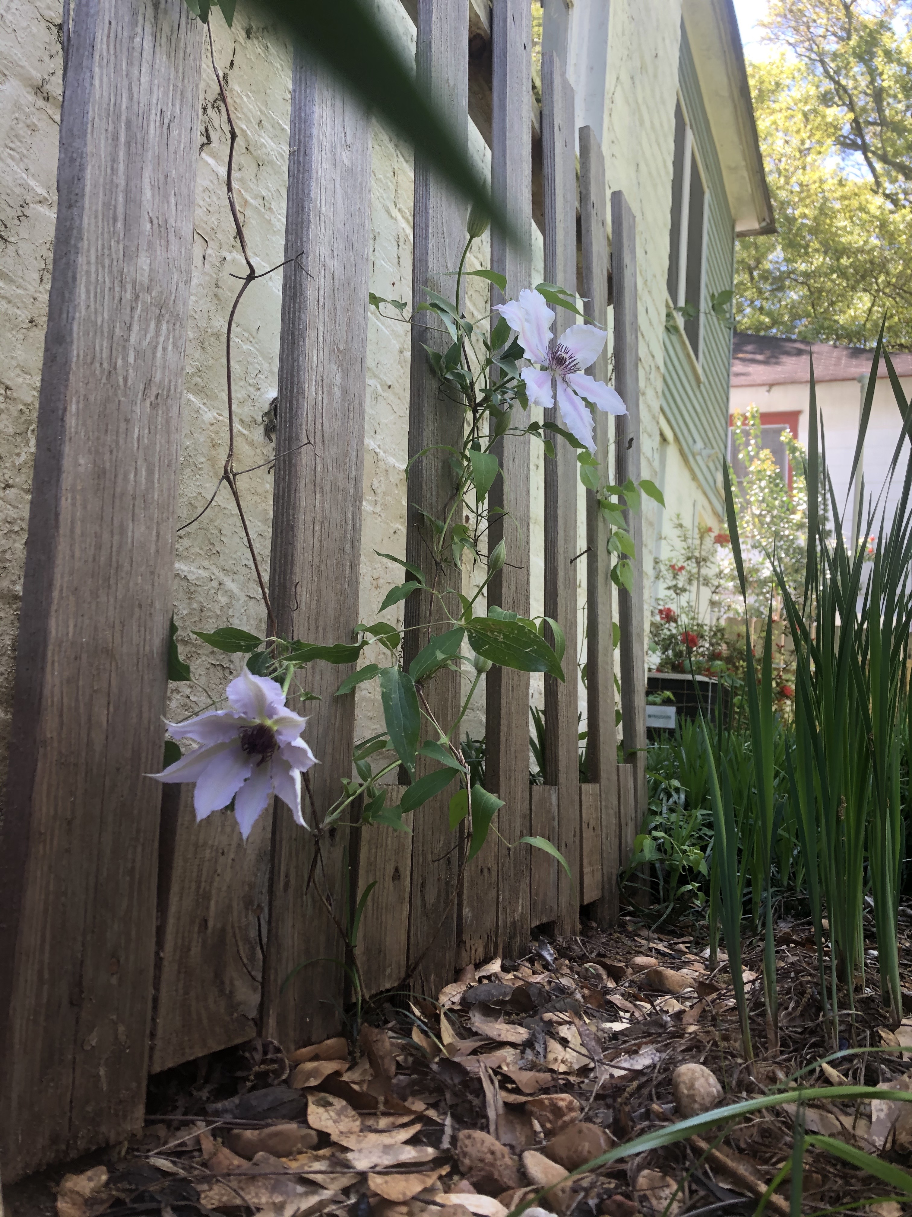 Clematis vine with multiple flowers